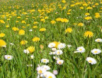 dandelions