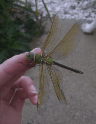 dragonfly1